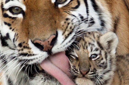 Mother cat and cub - entertainment, animals, other, cats