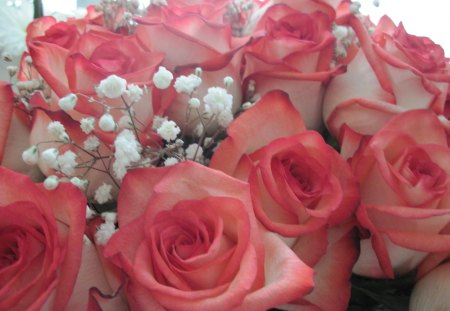 Pink Roses - white, roses, pink, photography, flowers