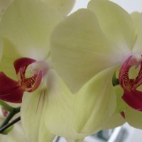 Yellow Orchids