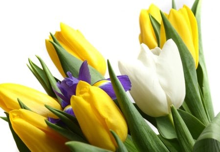 Flowers - petal, nature, yellow, flower, bouquet