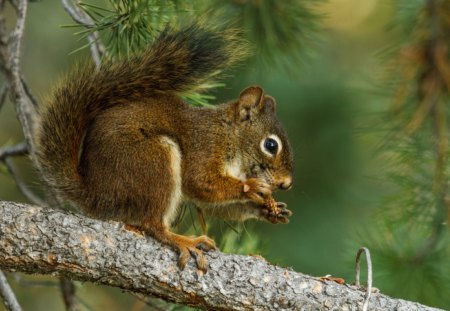 Sweet squirrel - rodent, animal, nature, cute, squirrel