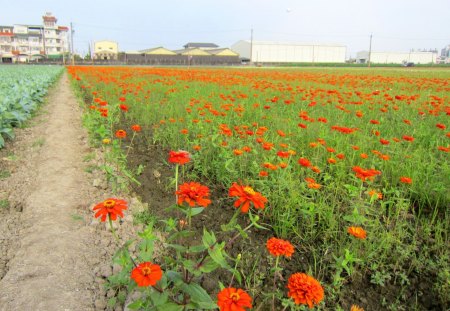 Rural flower fields - flower fields, beautiful, cosmos, orange color, rural