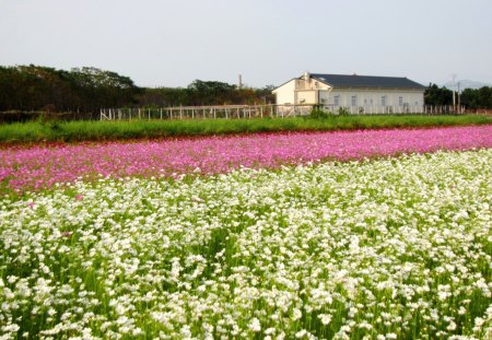 Rural flower fields - white, cosmos, beautiful, flower fields, pink, rural