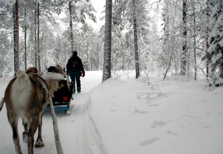 discovering Finland with the help of the reindeer - snow, winter, reindeer, finland