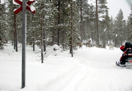 Finland close encouters - winter, reideer, finland, snow