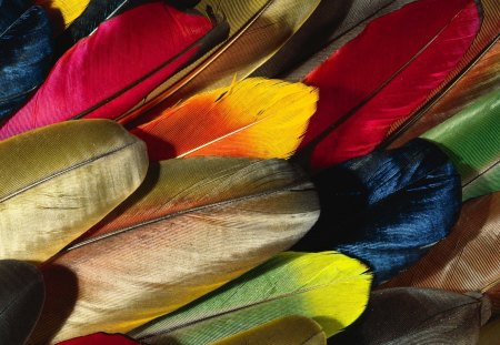 ╭♥╯Amazing of Feathers╭♥╯ - pretty, overlap, artistic, birds, rainbow, other, abstract, beautiful, photography, lovely, sweet, mind teasers, wonderful, colorful, tender touch, cute, softness