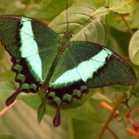 Beautiful Green Butterfly