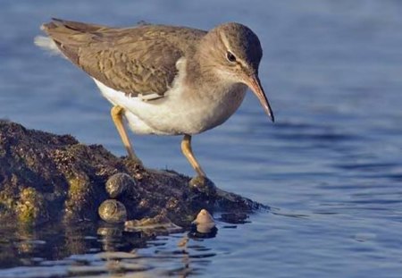 A Sandpiper - animal, water, sandpiper, bird