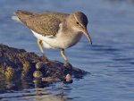 A Sandpiper