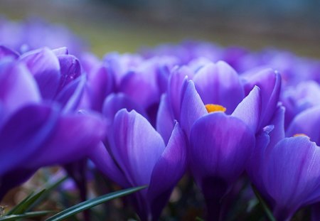 à²Œ.Purple Snowdrops.à²Œ - charm, cute, beautiful, blossom, purple snowdrops, leaves, amazing, curves, bloom, gorgeous, nature, colorful, pretty, flowers, sweet, buds, petals, lovely, splendor