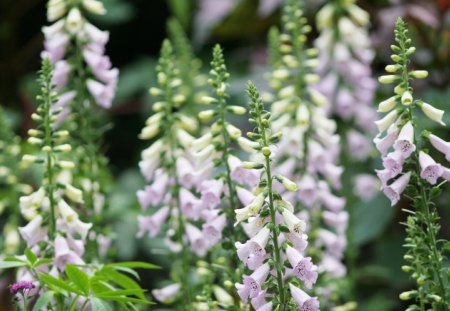 à²Œ.Sweet Tower Flowers.à²Œ - curves, buds, bloom, amazing, petals, cute, branches, tender touch, soft, lovely, nature, beautiful, pink, splendor, blossom, leaves, sweet, flowers, sweet tower flowers