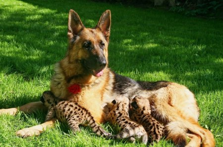 Mam Dog Adoption - grass, dog, small  leopards, german shepherd