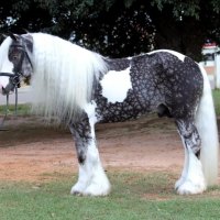 Beautiful Dappled Horse