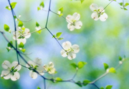 delicate flowers on the branches - white, delicate, flower, tree