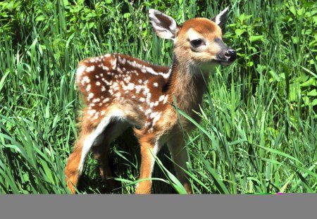 Cute Fawn - nature, wildlife, buck, doe, fawn, deer