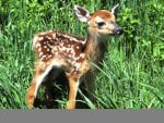 Cute Fawn