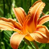 orange daylily