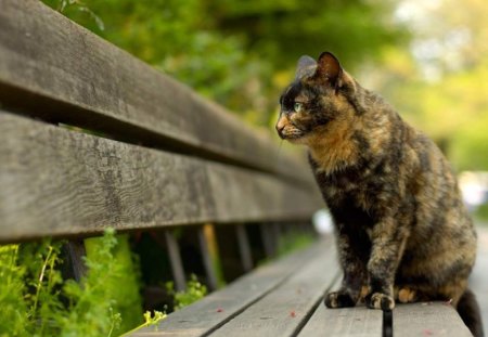 Cat Sitting On Bench - pets, fur, kittens, nature, cats, bench