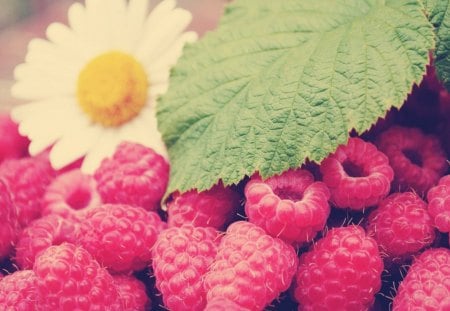 *Raspberries_and_daisy* - nature, raspberries, daisy, flower, fruit