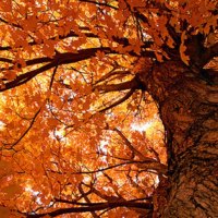 Autumn tree