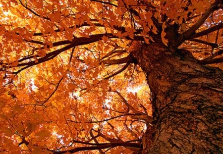 Autumn tree - fall, tree, nature, autumn