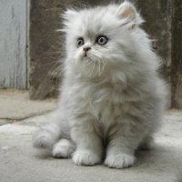 white fluffy kitty