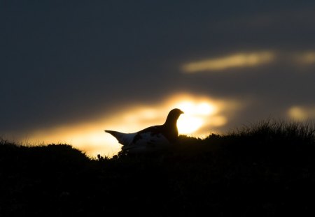 Magic at Midnight - roger brendhagen photo, grouse, lagopus, midnight sun