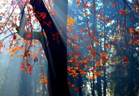 AUTUMN RAY - ray, nature, autumn, leaf, light, tree