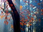 AUTUMN RAY