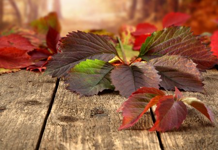 Leaves - beauty, autumn, photography, wooden, lovely, autumn leaves, wood, autumn colors, fall, pretty, beautiful, leaves, colors