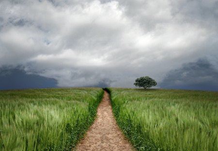 Along the Way - nature, tree, cloud, way