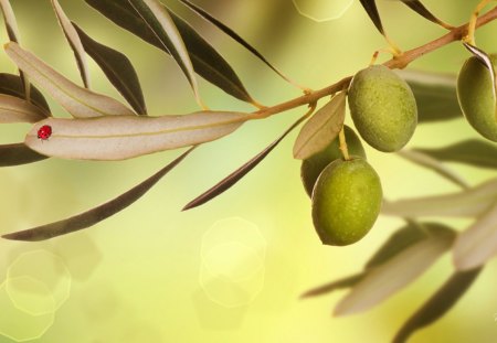 Ready to Harvest - iraq, green, food, harvest, mediterranean, olives, tree, leaves