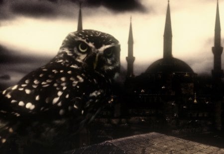 owl & istanbul - hd, sky, cloud, city, istanbul, owl, 1080p, bird