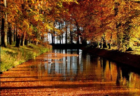 Autumn trees - nice, lake, trees, colorful, shore, canal, lovely, creek, nature, forest, reflection, red, beautiful, golden, pond