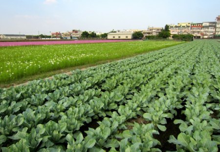 Rural  fields - flowers, vegetable, rural, fields