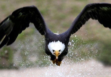 Taking off - black, eagle, white, water, fly, wings, taking off