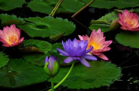 à²Œ.The Lotus of Wisdom.à²Œ - curves, the lotus of wisdom, buds, bloom, colorful, gorgeous, amazing, purple, pretty, petals, cute, lotus pond, lilies, magical, pink green, lovely, pollen, nature, bright, charm, beautiful, blossom, leaves, miracle, splendor, sweet, flowers