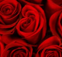 Red roses for you.