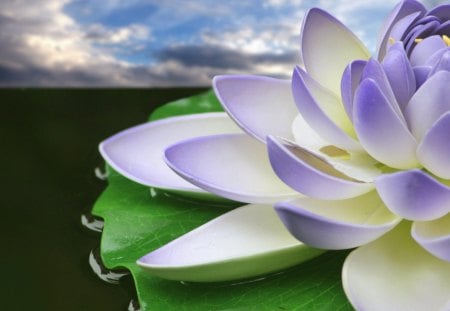 à²Œ.The Lotus of Faith.à²Œ - lily, charm, cute, beautiful, blossom, leaves, amazing, curves, white, miracle, fantasy, bloom, gorgeous, bright, lotus pond, 3d and cg, nature, colorful, cloud, purple, magical, pretty, flowers, sweet, buds, the lotus of faith, pollen, sky, petals, lovely, splendor