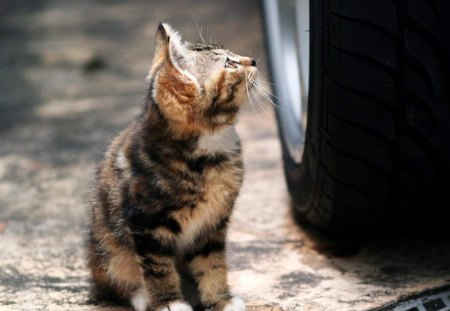 Kit and Tire - pets, tire, cats, kittens, nature