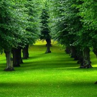 Row of Green Trees