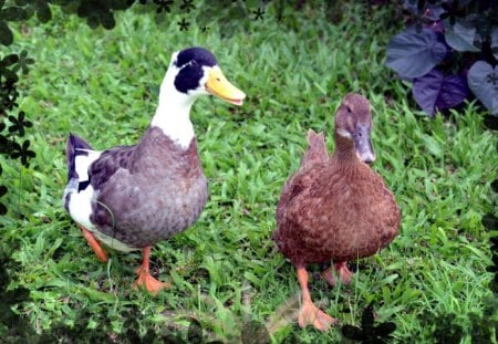 Quack! Quack! - ducks, farm, quack quack, animals