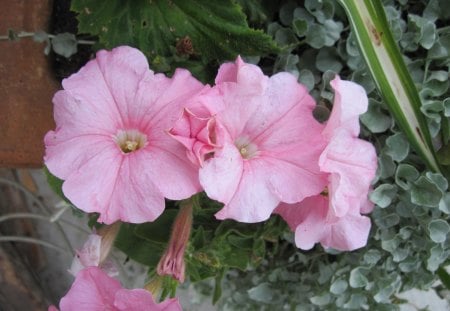 A day on the Acres with Petunia - yellow, pink, photography, green, petunias, flowers, plants