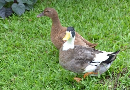 Ducky Duo - ducks, farm, animals, photography