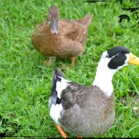 Adorable Ducks