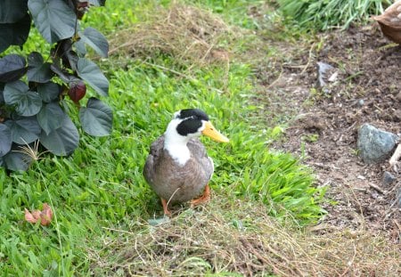 Pretty Duck - nature, farm, duck, adorable, animals, quack