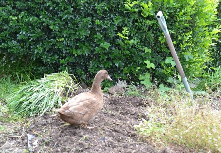 Brown Duck - duck, farm, animals, photography