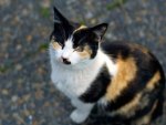 Tortoiseshell Cat