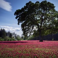 a tree over the flowers field