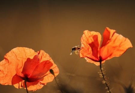 flying around the food - orange, bee, flowers, poppies